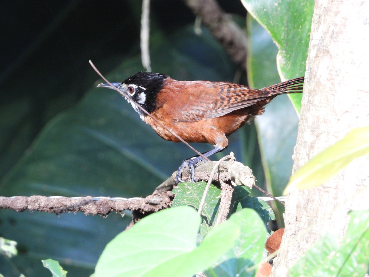 Bay Wren - ML638338274