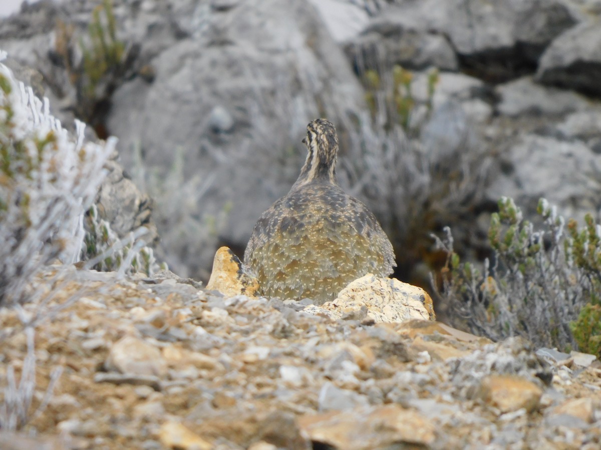 Puna Tinamou - ML638338278