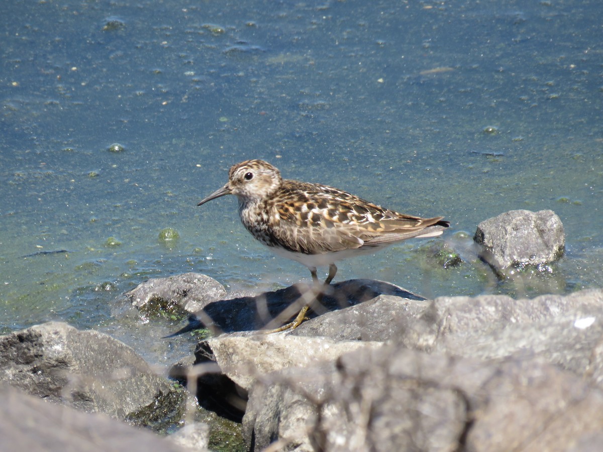 pygmésnipe - ML638338280