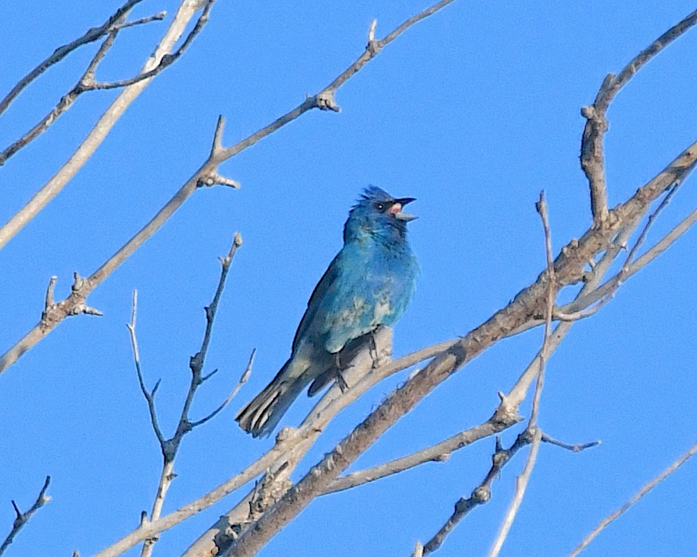 Indigo Bunting - ML638338290