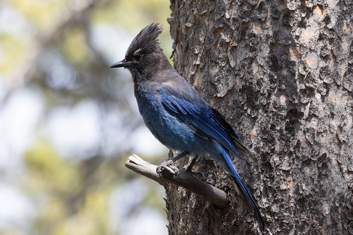 Steller's Jay - ML638338293