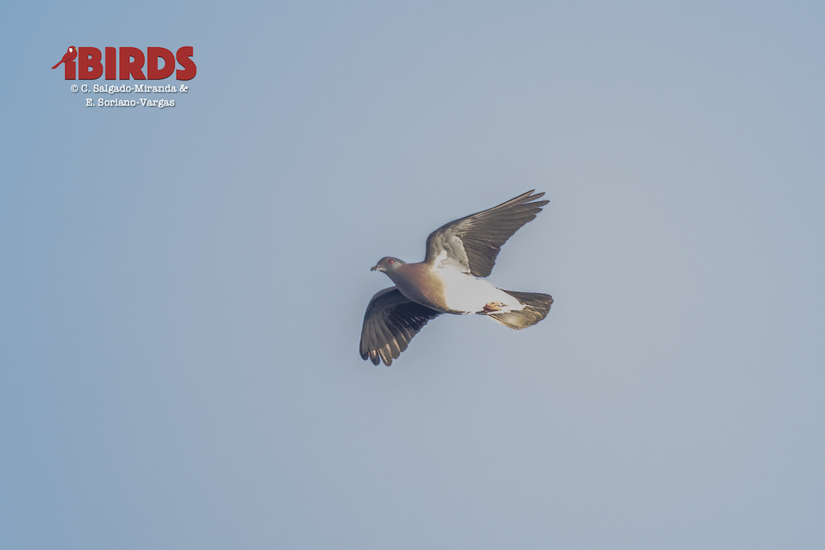 Pigeon rousset - ML638338299