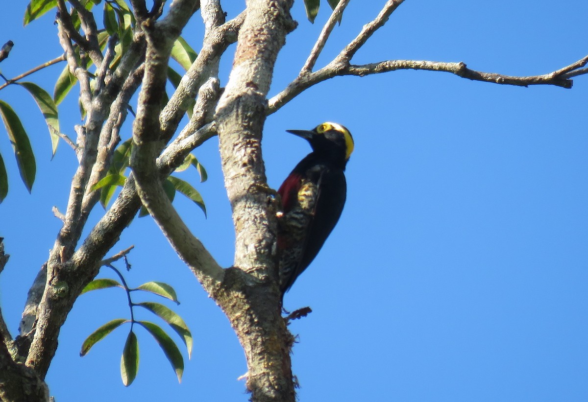 Pic à chevron d'or - ML638338300
