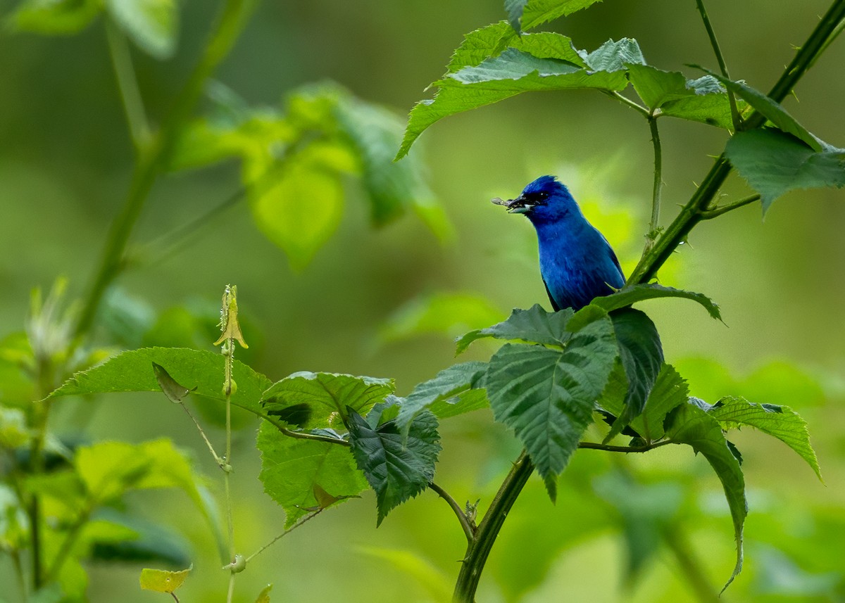 Passerin indigo - ML638338301