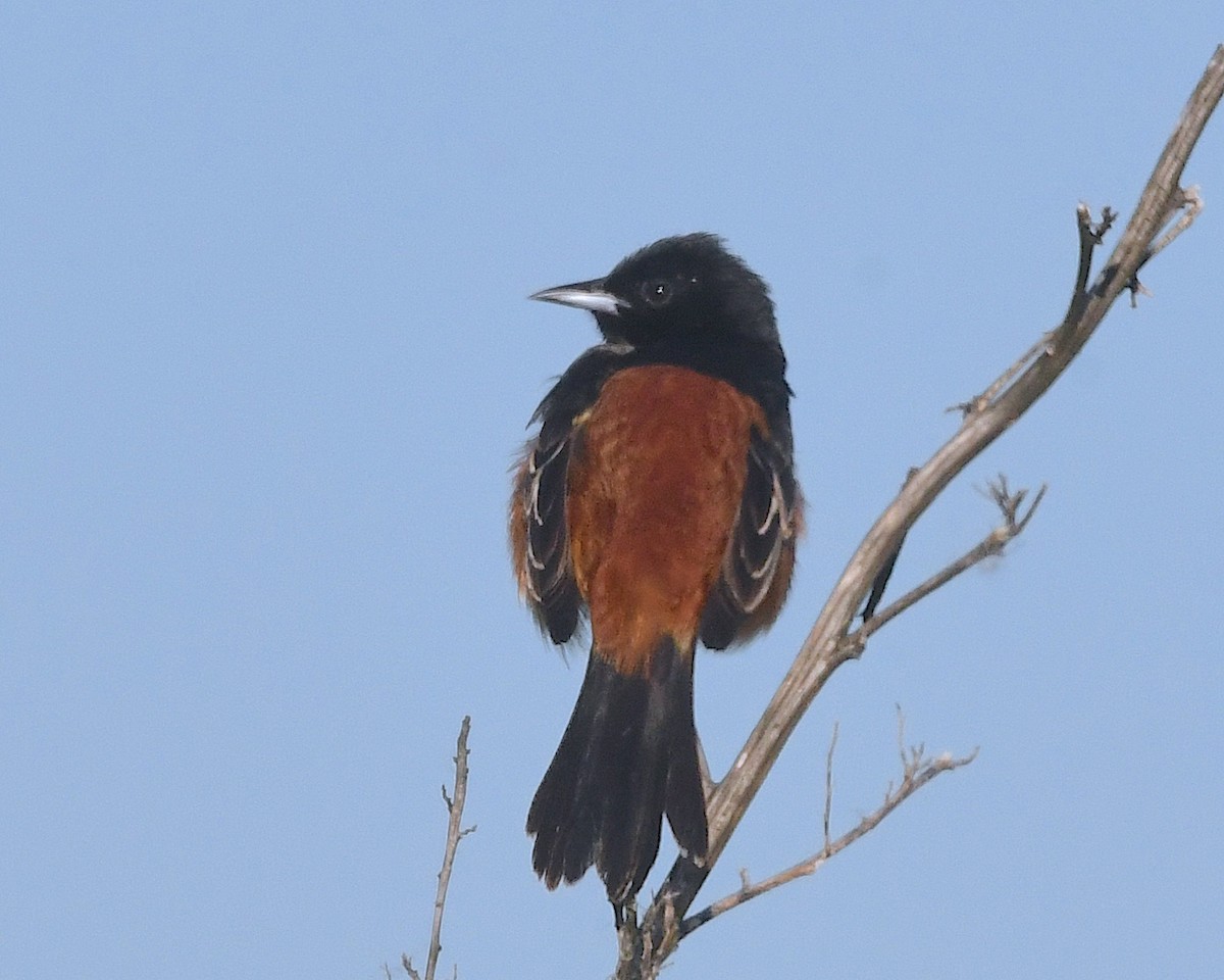 Oriole des vergers - ML638338309