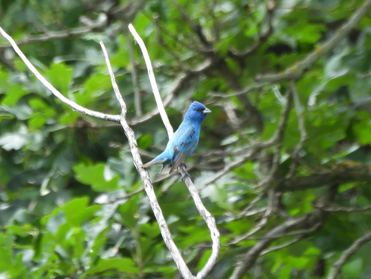 Passerin indigo - ML638338344