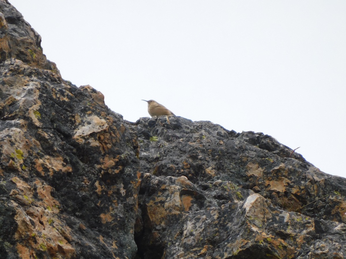 Slender-billed Miner - ML638338352