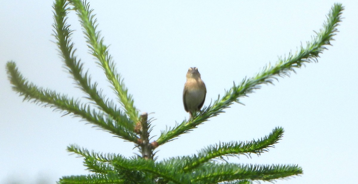 Grasshopper Sparrow - ML638338358