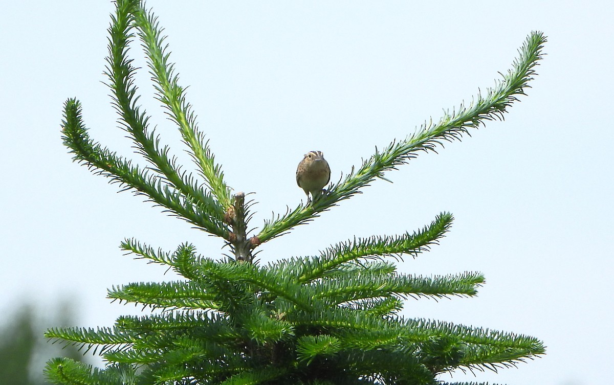 Grasshopper Sparrow - ML638338359
