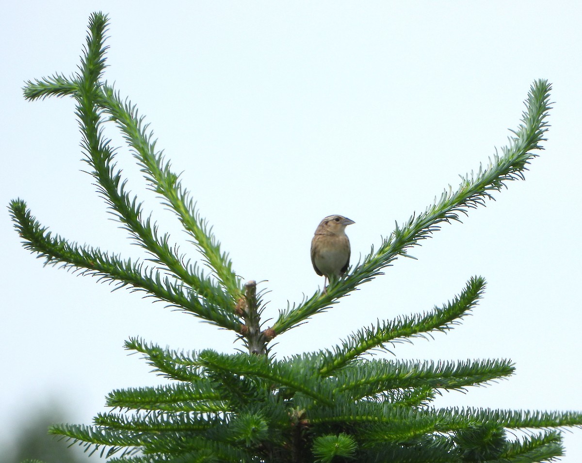 Grasshopper Sparrow - ML638338361