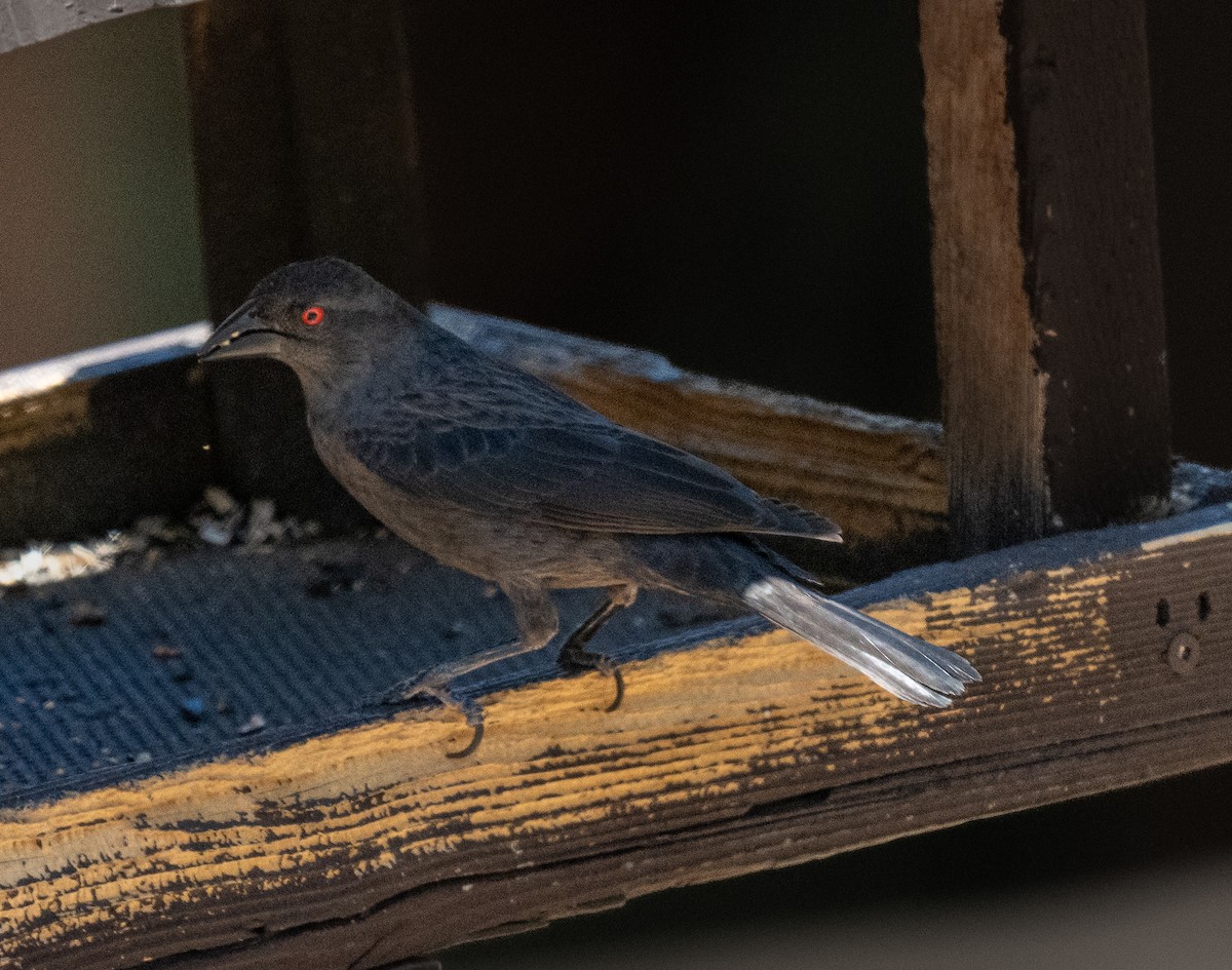 Bronzed Cowbird - ML638338362