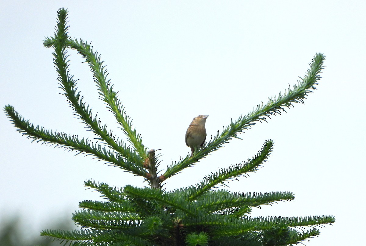 Grasshopper Sparrow - ML638338363