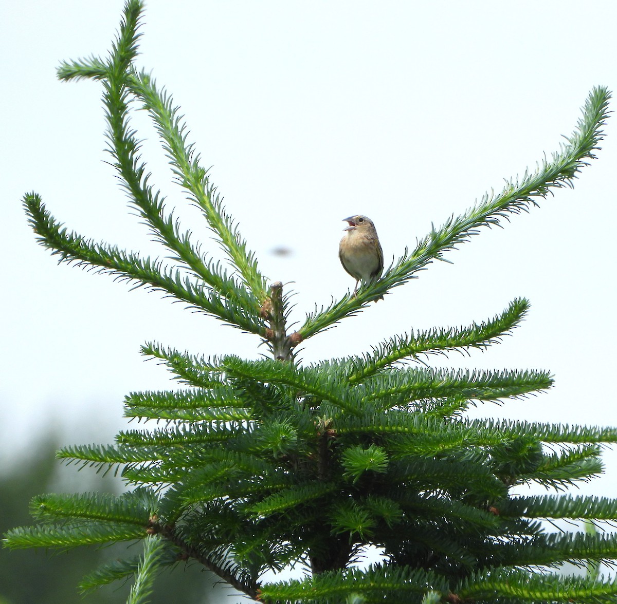 Grasshopper Sparrow - ML638338364