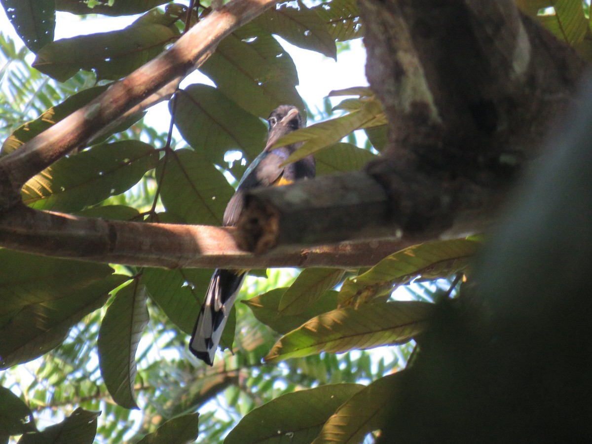 Grünmanteltrogon - ML638338369