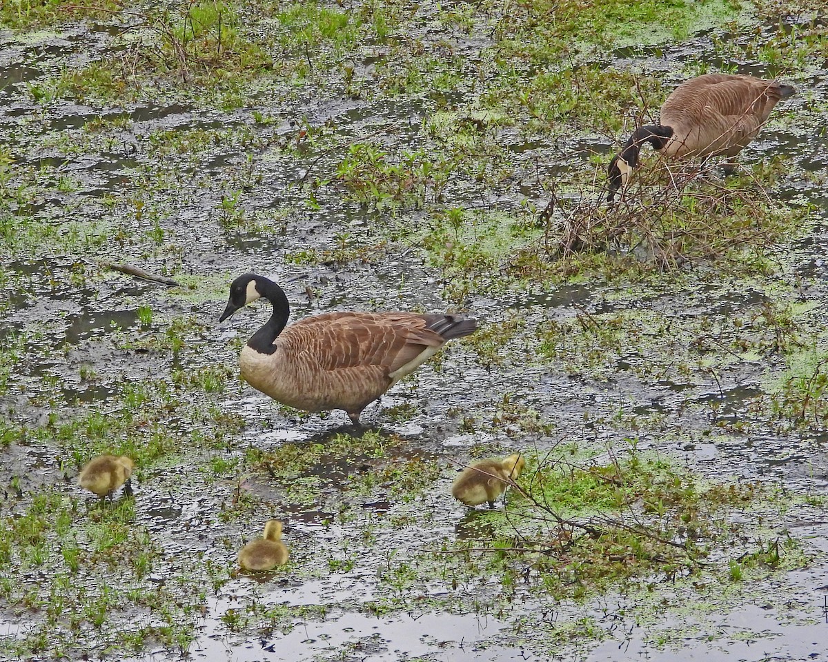 Canada Goose - ML638338373