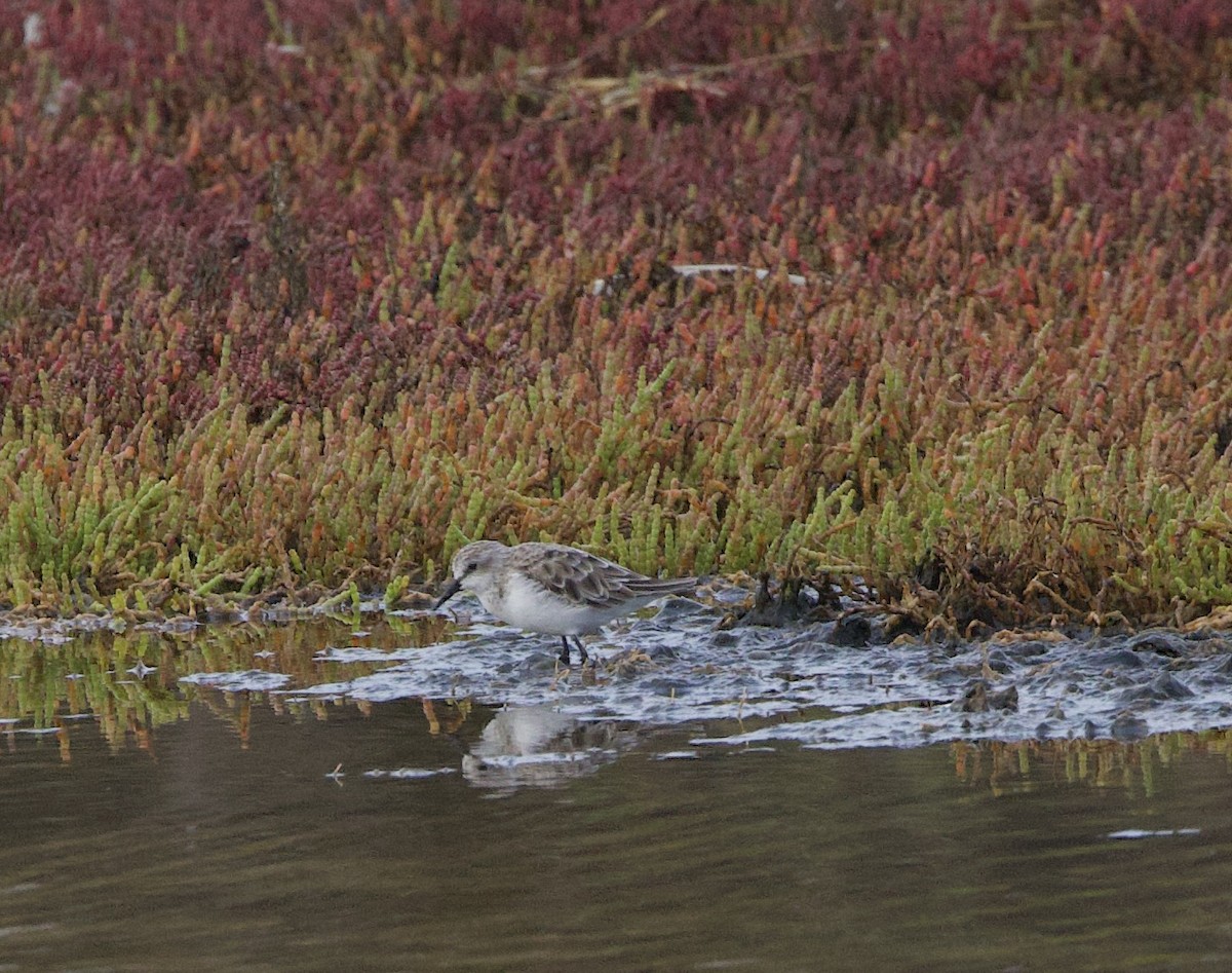 Zwergstrandläufer - ML638338374