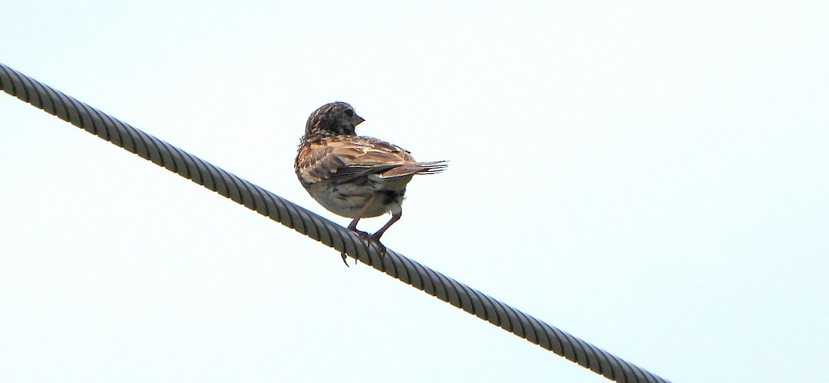Vesper Sparrow - ML638338379