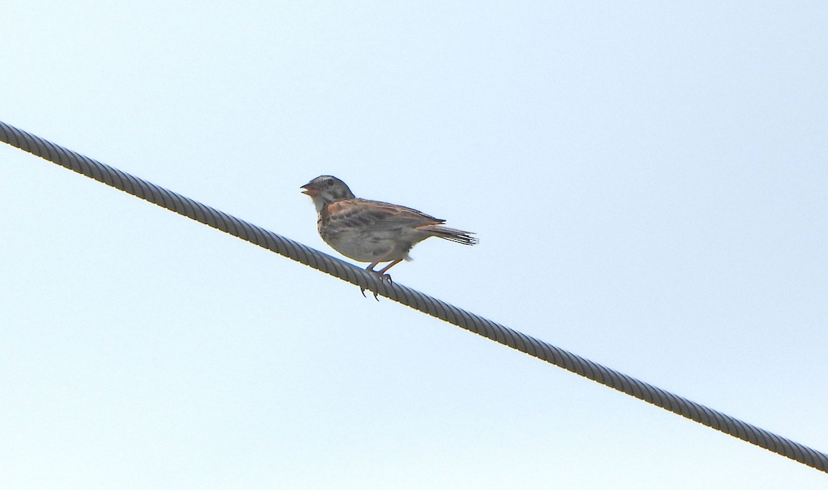 Vesper Sparrow - ML638338380