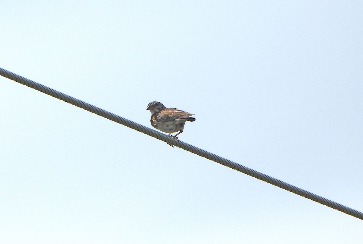Vesper Sparrow - ML638338381