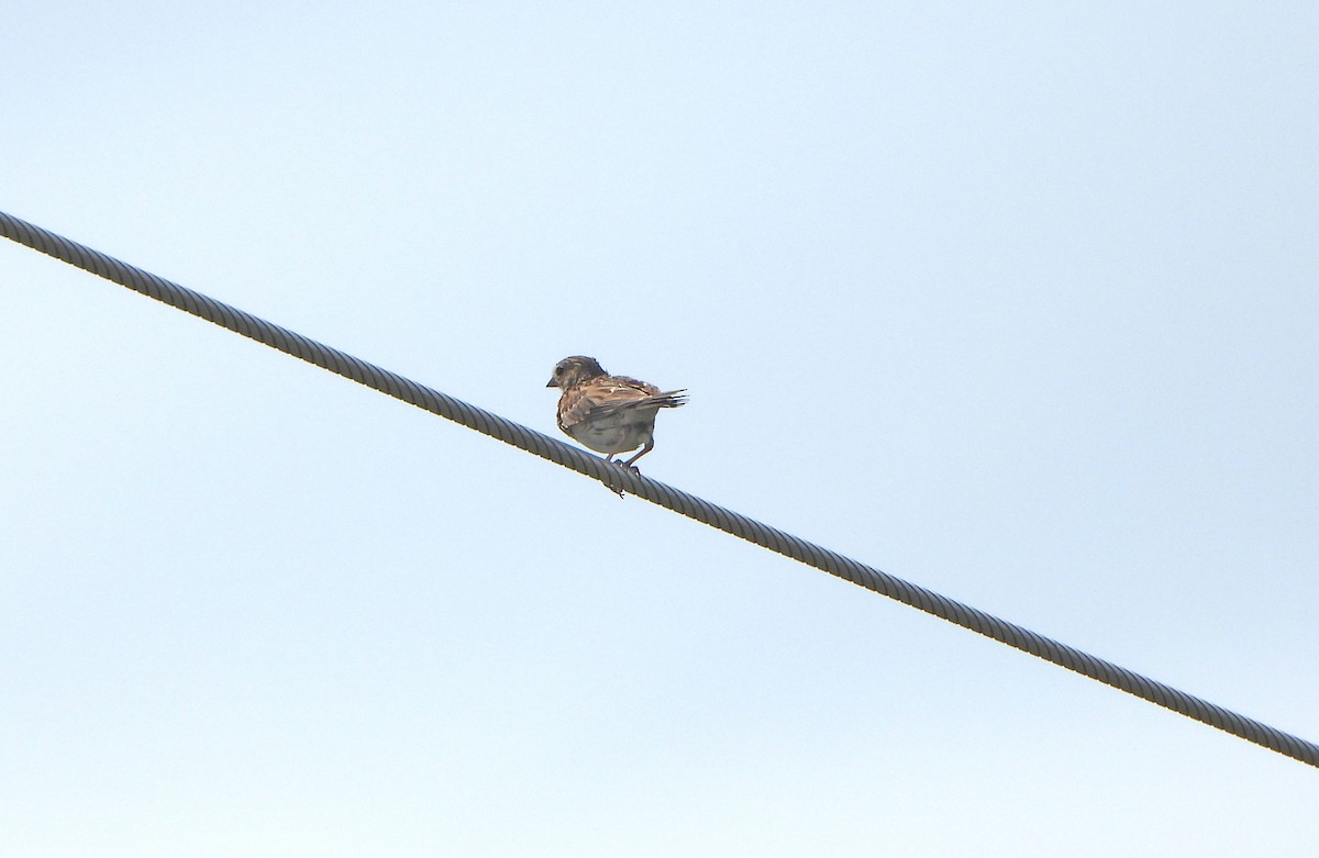 Vesper Sparrow - ML638338383