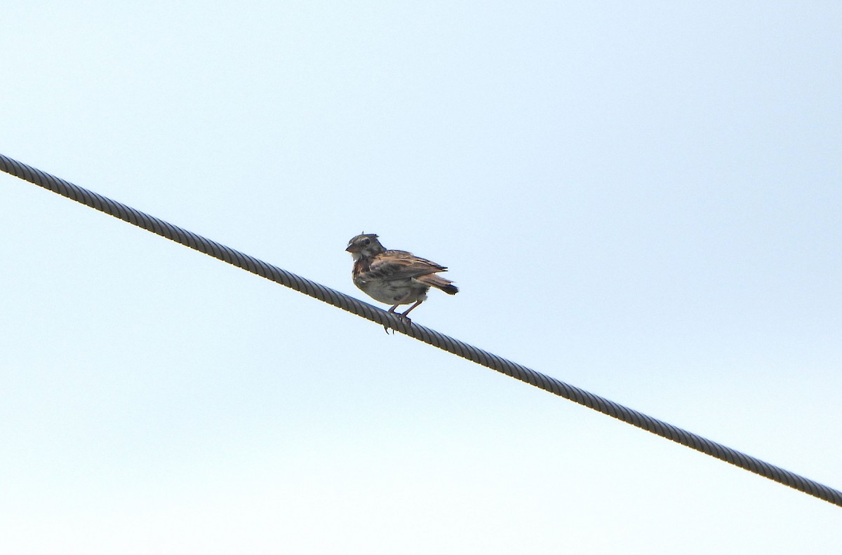Vesper Sparrow - ML638338384