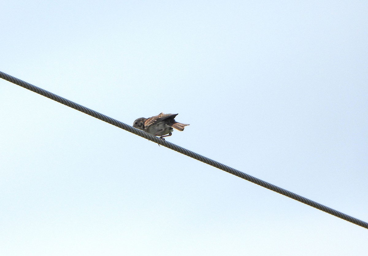 Vesper Sparrow - ML638338385