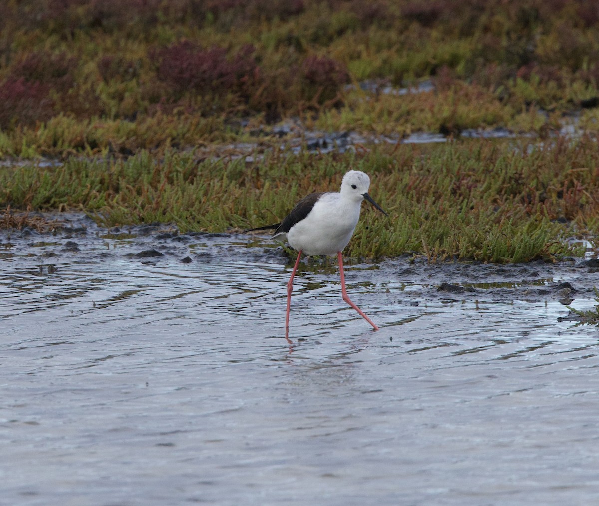 Stelzenläufer - ML638338387