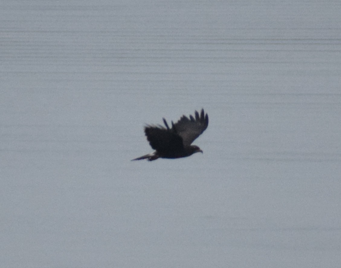 Schneckenbussard - ML638338388
