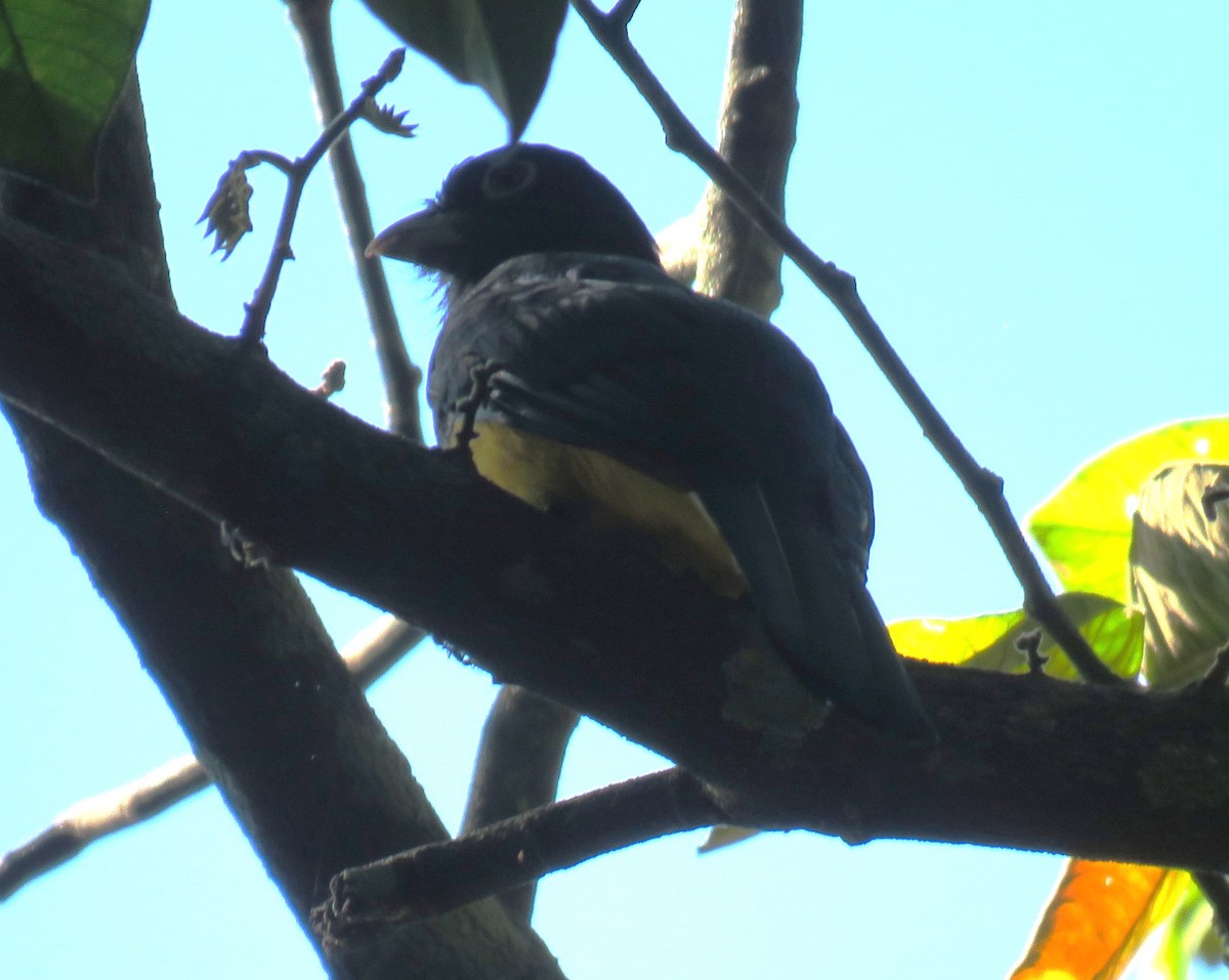Grünmanteltrogon - ML638338396