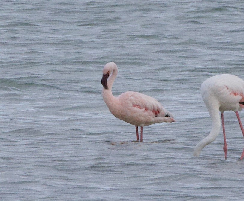 Zwergflamingo - ML638338399