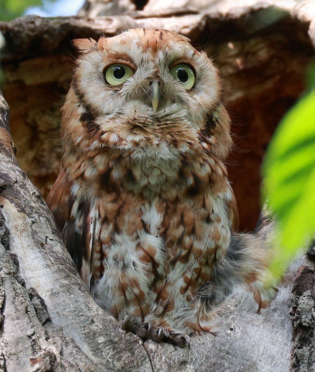 Eastern Screech-Owl - ML638338420