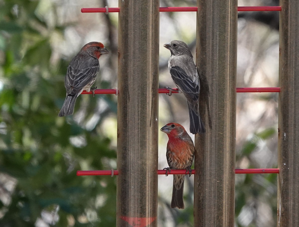 House Finch - ML638338423