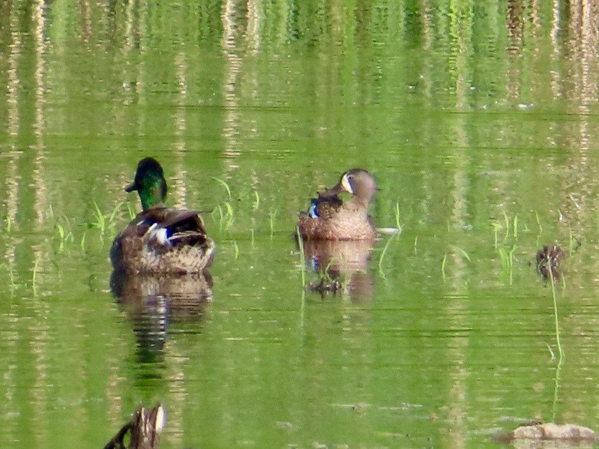 Blauflügelente - ML638338428