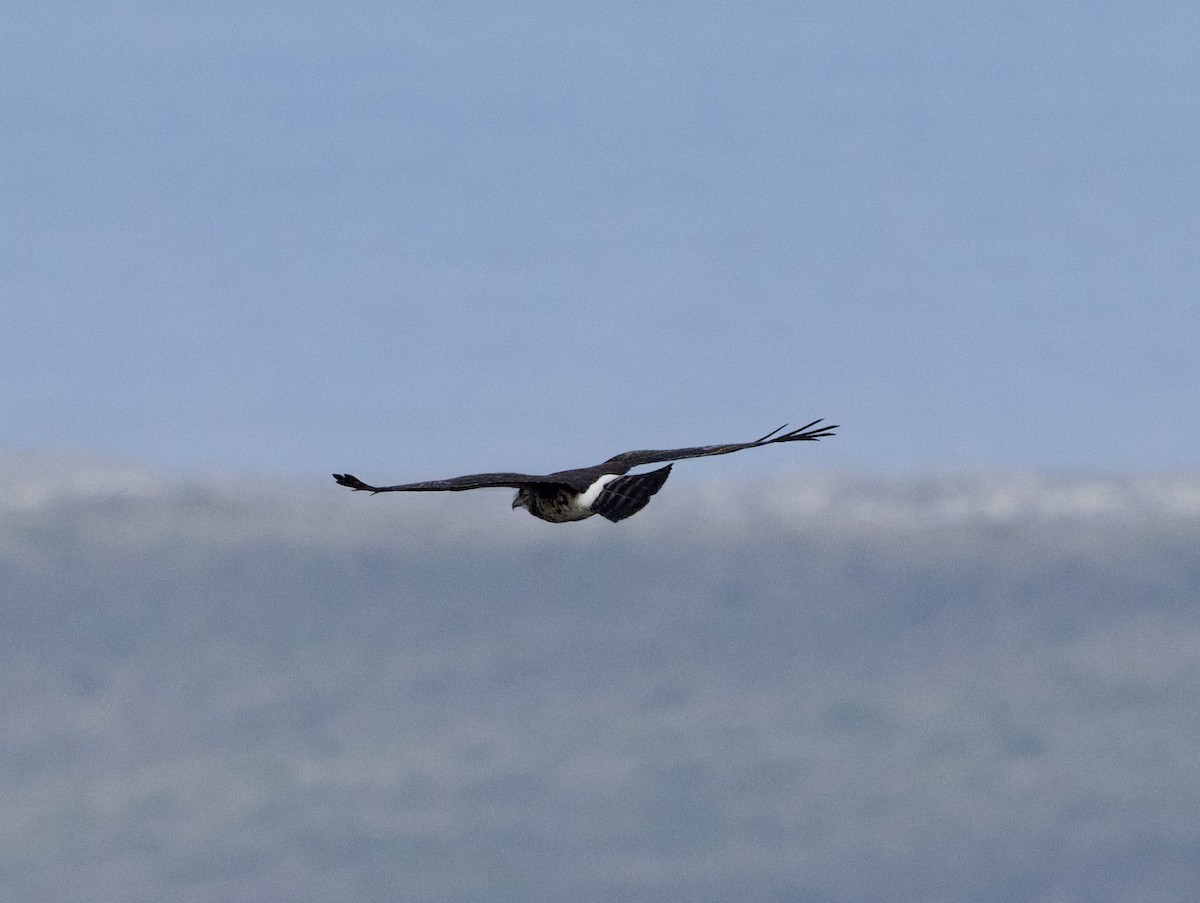 Black Harrier - ML638338430