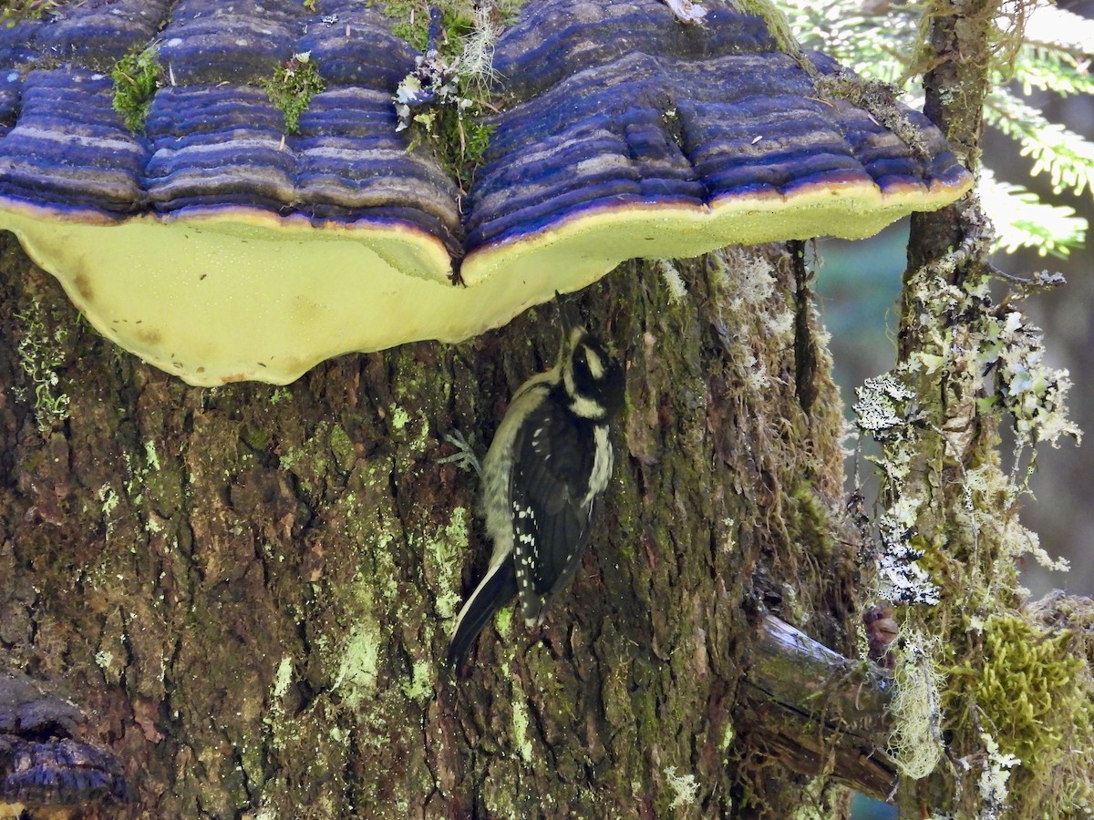 Hairy Woodpecker (Pacific) - ML638338436