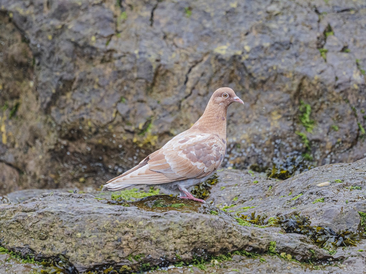 Rock Pigeon (Feral Pigeon) - ML638338437