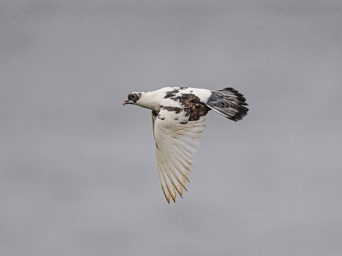 Rock Pigeon (Feral Pigeon) - ML638338438
