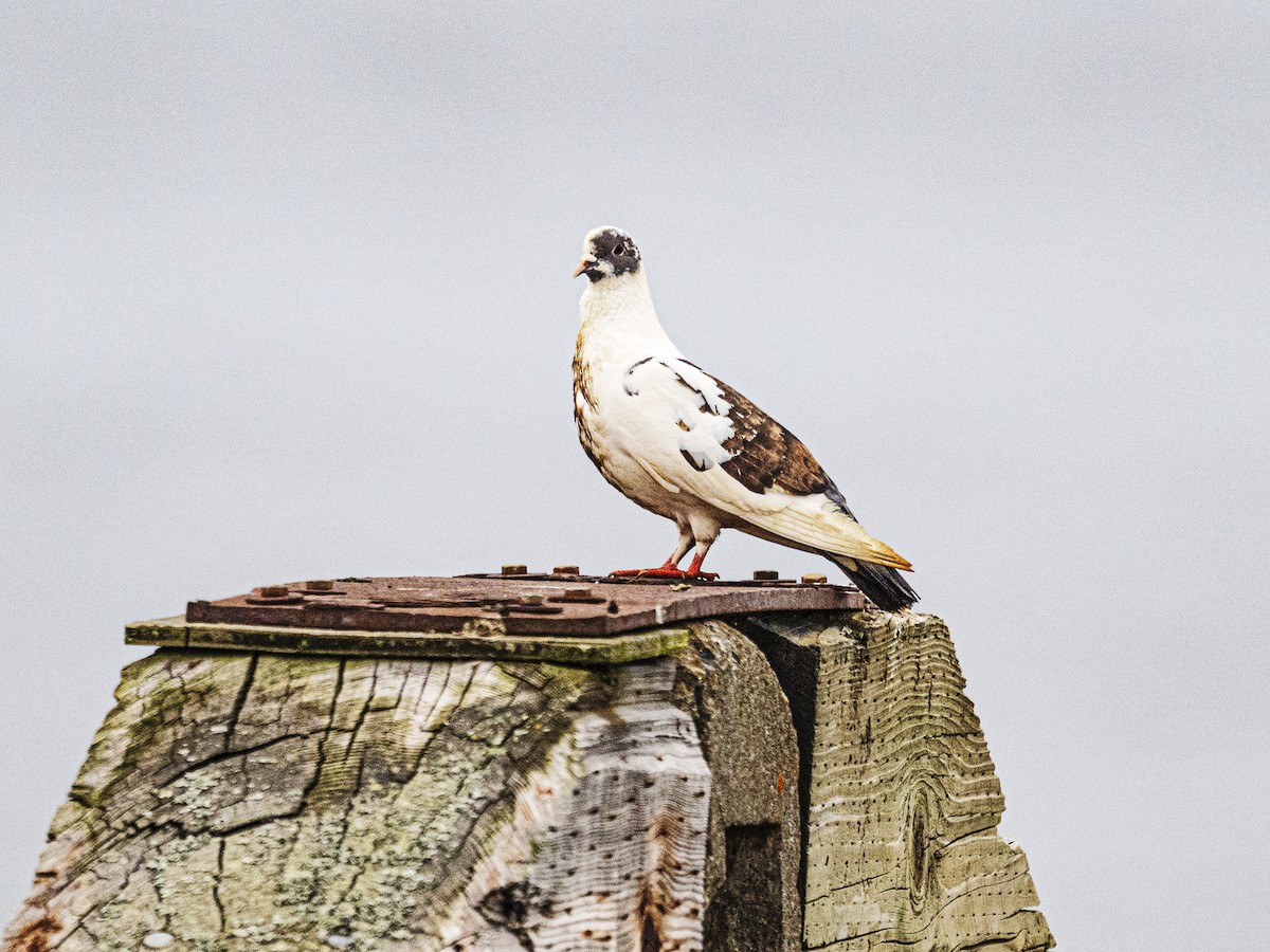 Rock Pigeon (Feral Pigeon) - ML638338439