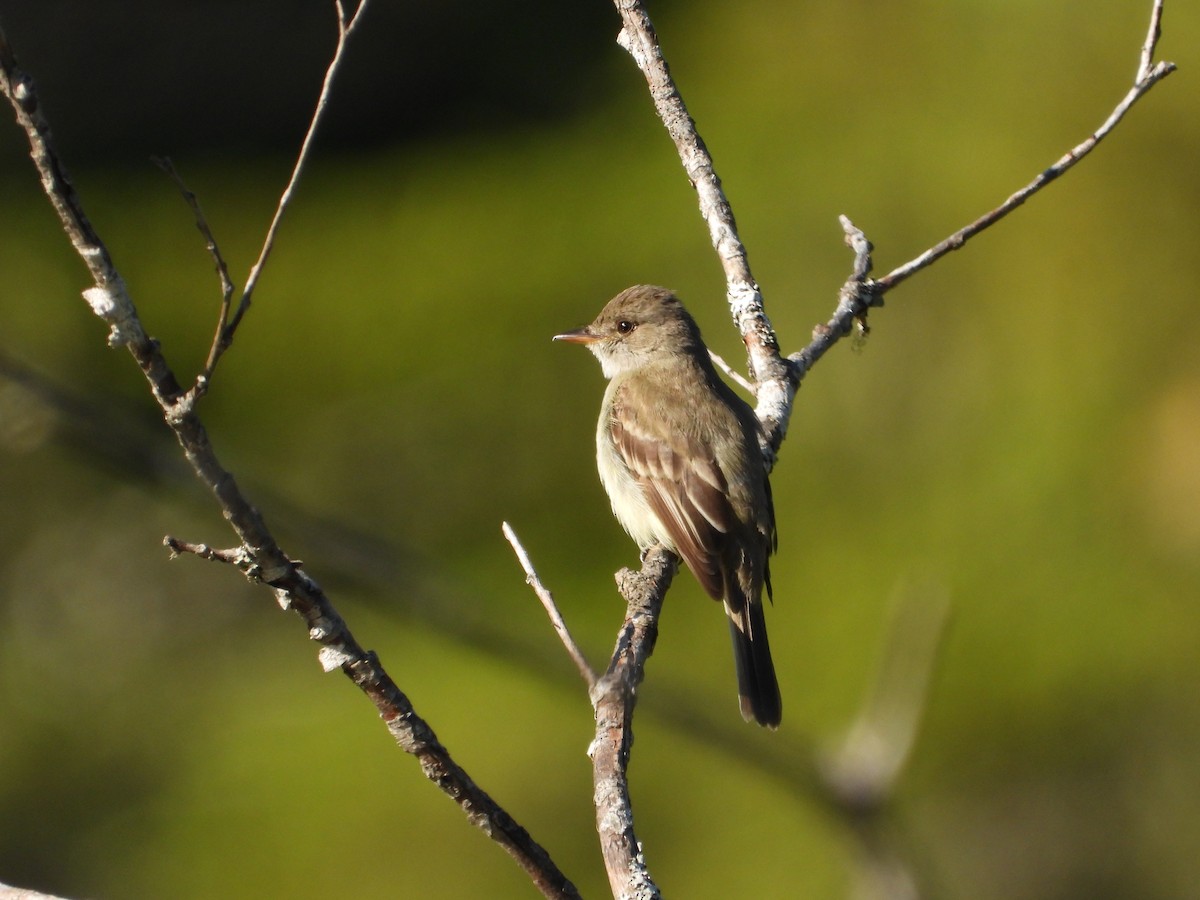 Willow Flycatcher - ML638338441