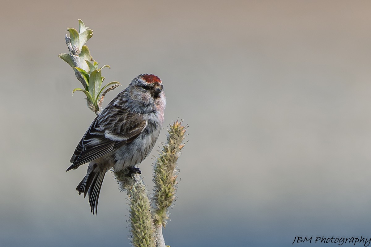 Redpoll - ML638338442