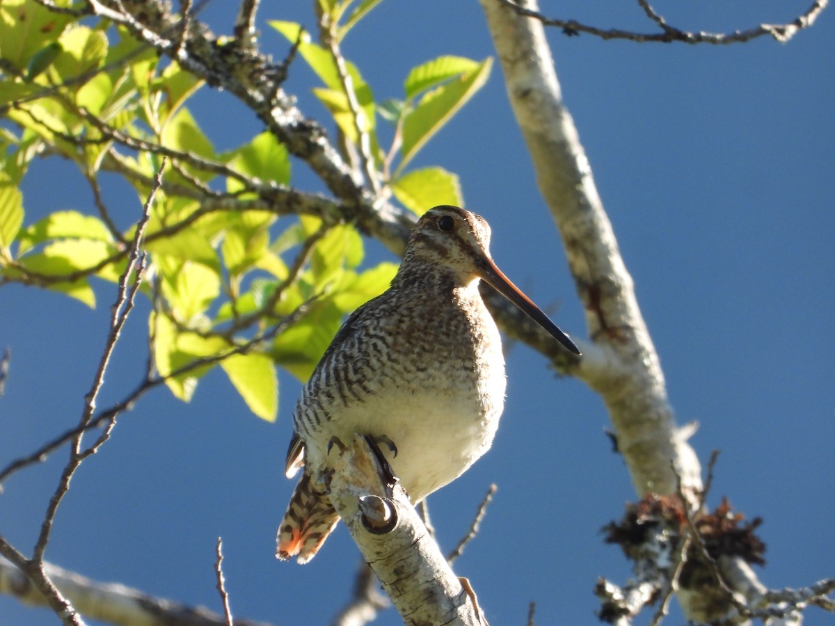 Wilson's Snipe - ML638338444