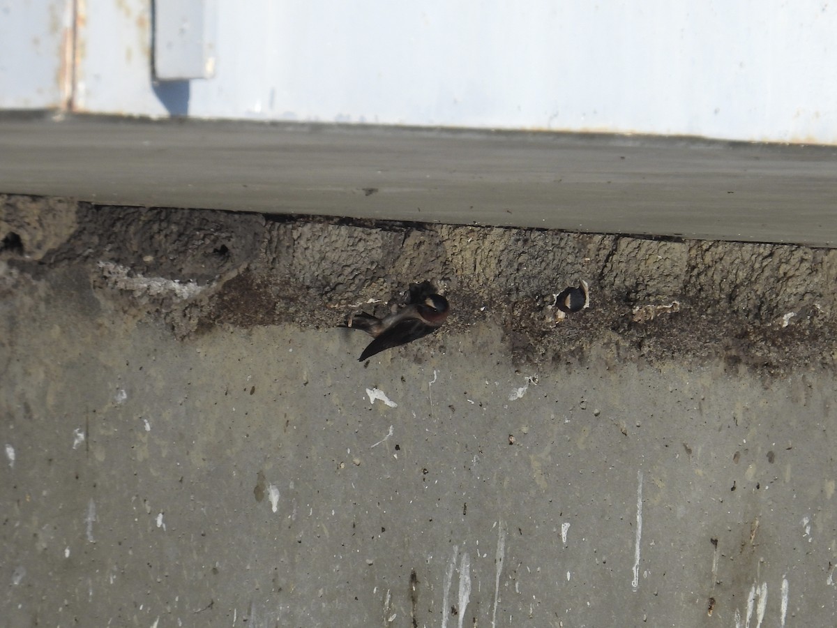 Cliff Swallow - ML638338445