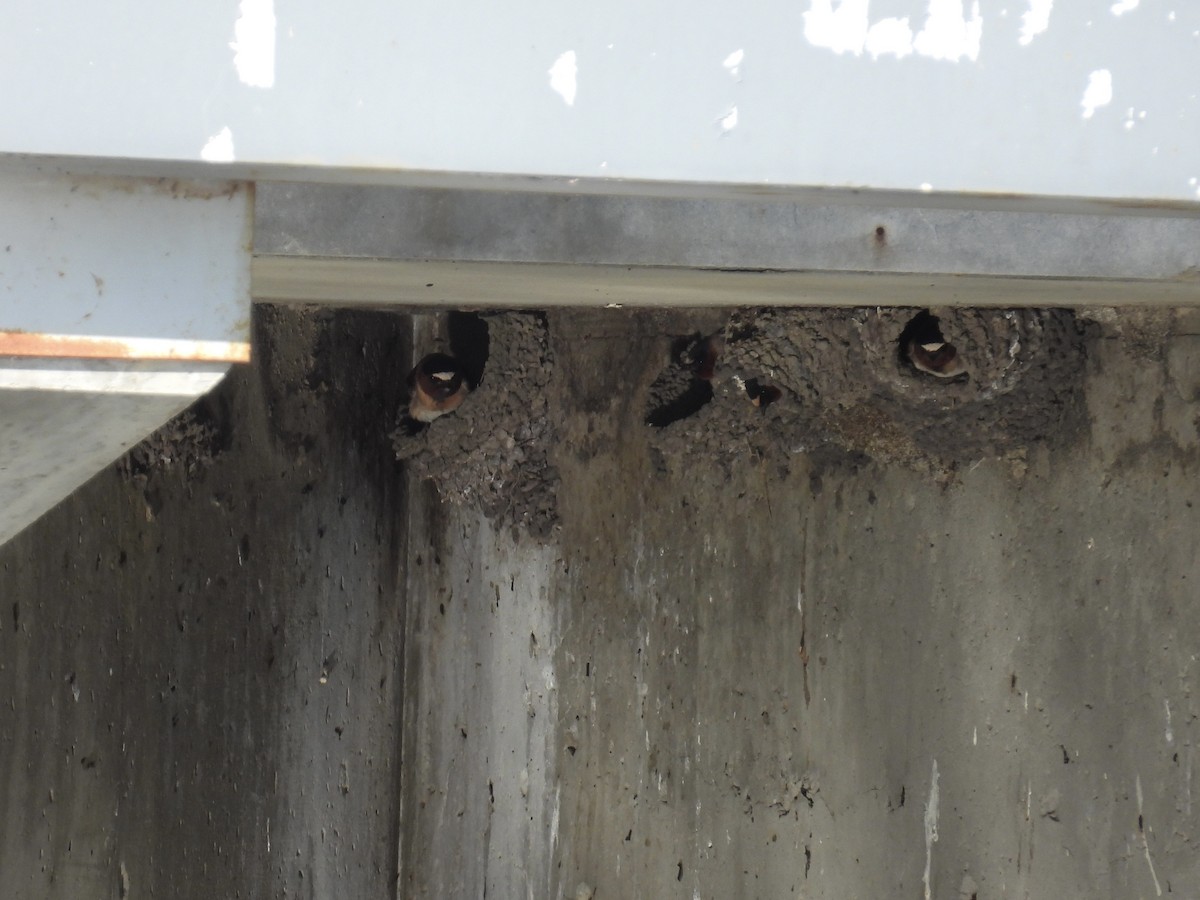 Cliff Swallow - ML638338446