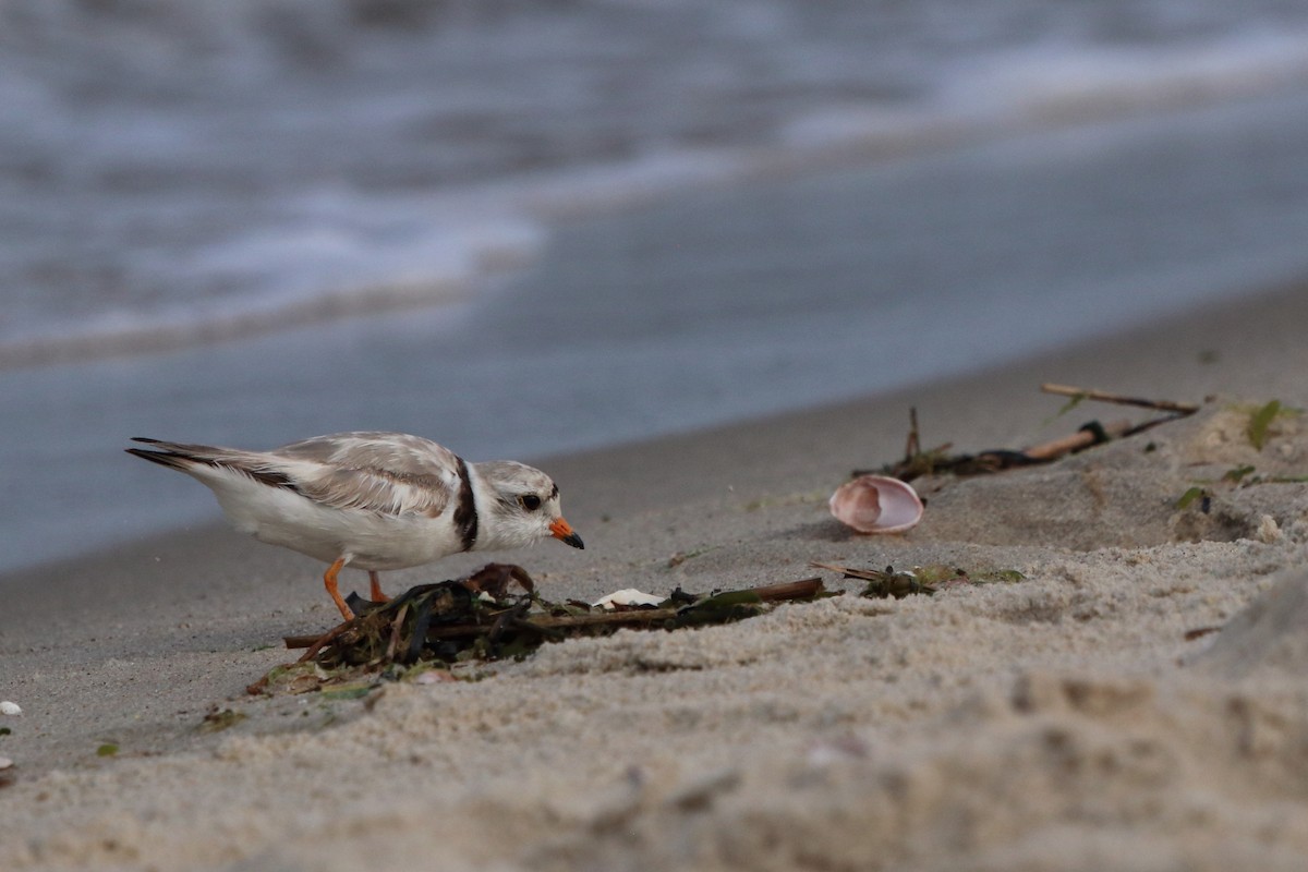 Piping Plover - ML638338448