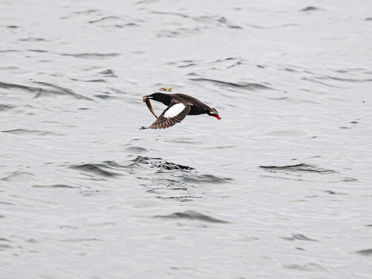Black Guillemot - ML638338450
