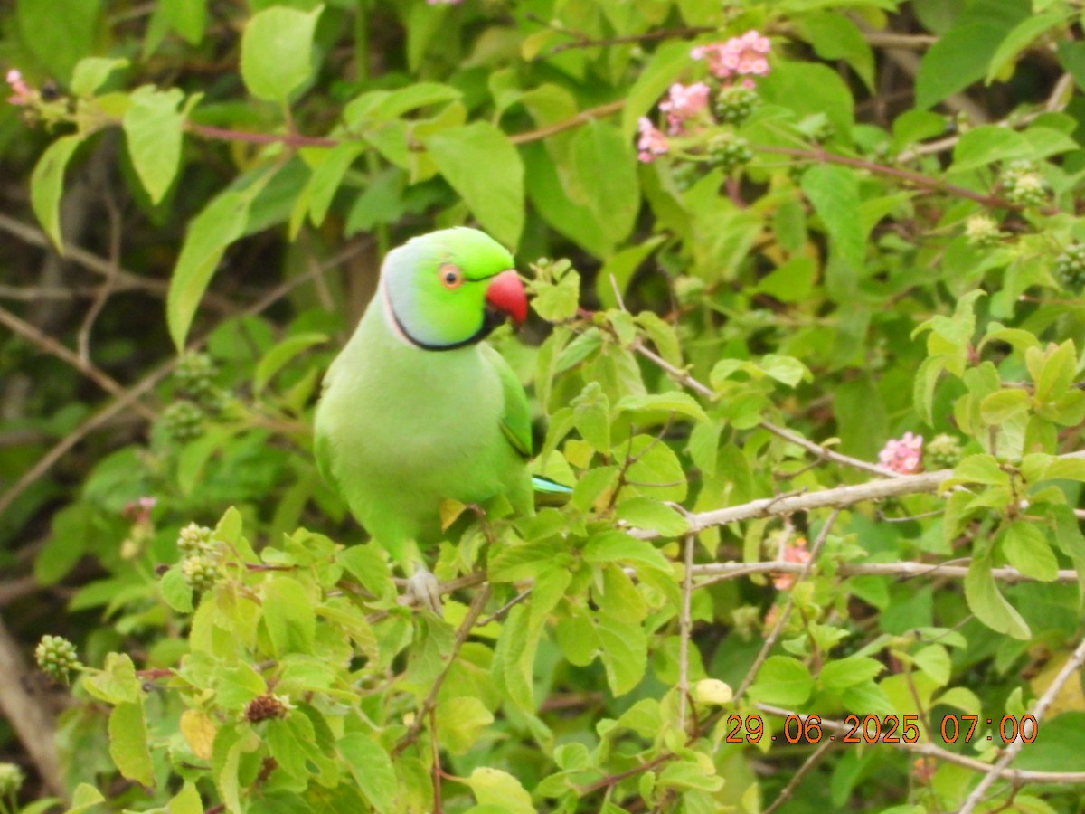Rose-ringed Parakeet - ML638338451