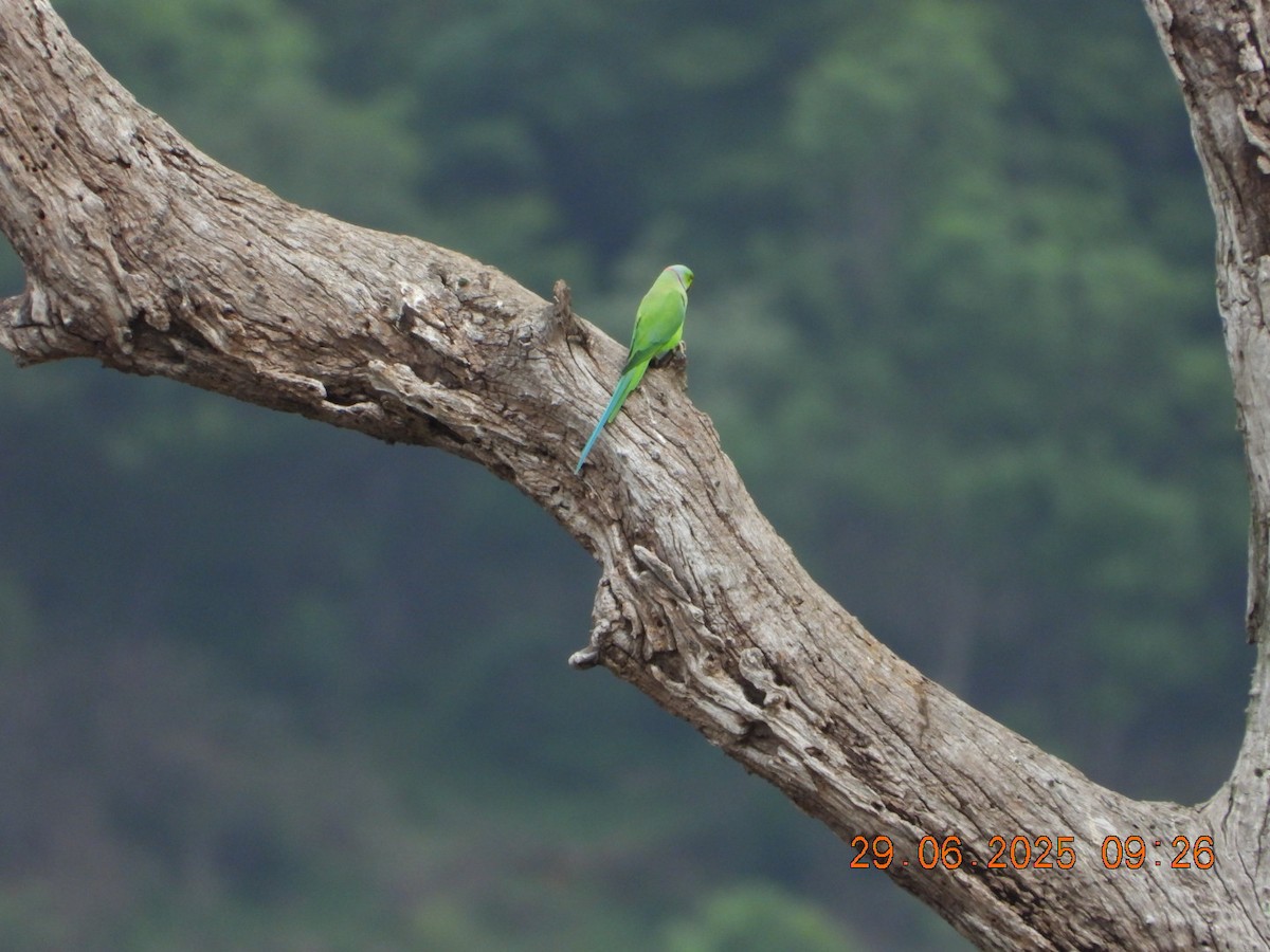 Rose-ringed Parakeet - ML638338452