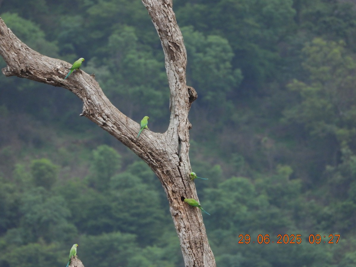 Rose-ringed Parakeet - ML638338453