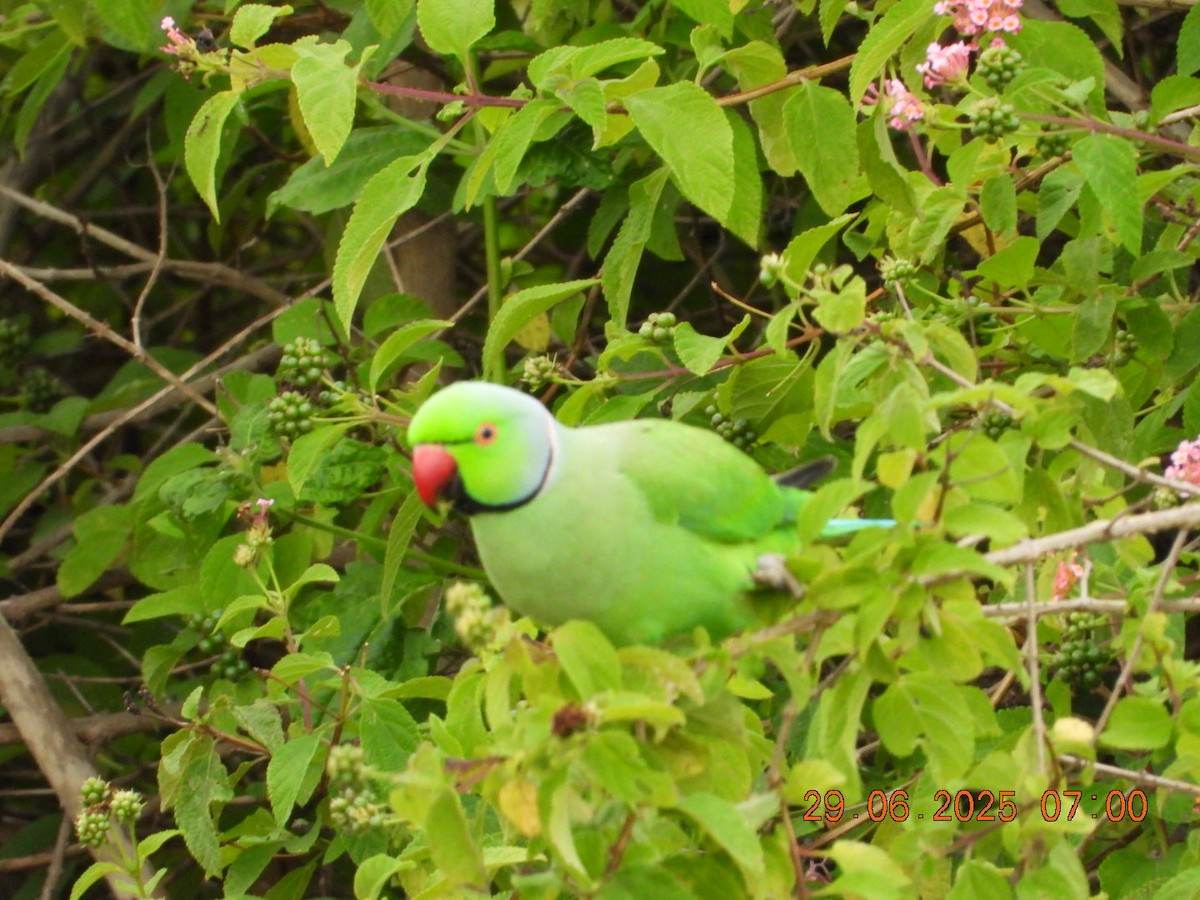 Rose-ringed Parakeet - ML638338454