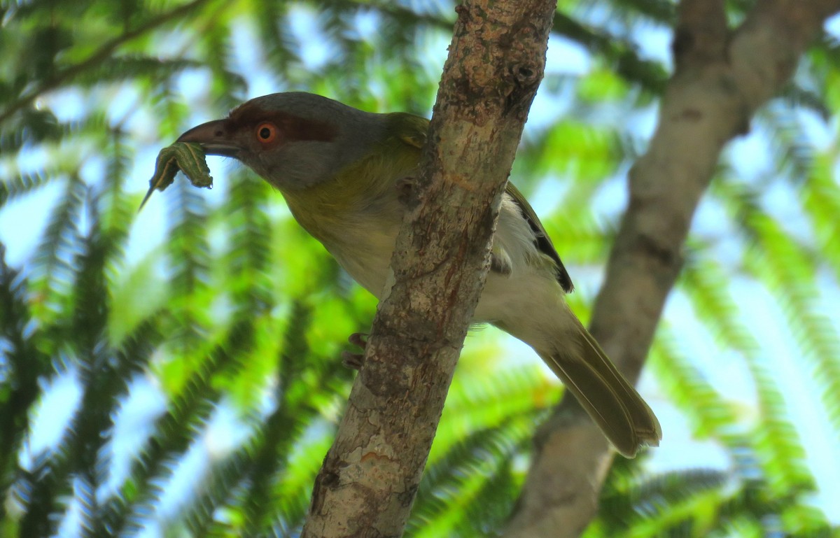 Rufous-browed Peppershrike - ML638338458